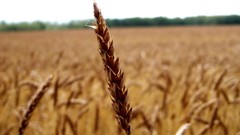 Macro nature wheat