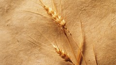 Macro nature wheat