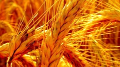 Macro nature wheat