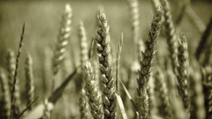 Macro nature wheat fields depth of field