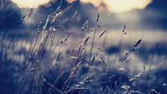 Macro nature wheat Plants