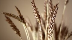 Macro nature wheat spikelets