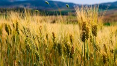 Macro nature wheat spikelets depth of field