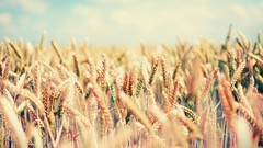 Macro nature wheat spikelets sunlight depth of field