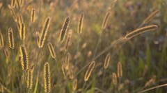 Macro nature wheat switzerland spikelets sunlight depth of field