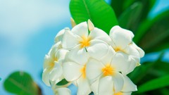 Macro nature white flowers plumeria