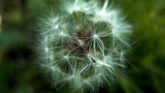 Macro nature white Green dandelions spheres orbs