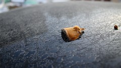 Macro nature winter cold 1966 depth of field