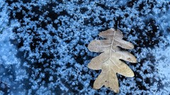 Macro nature winter cold ice bubbles leaf