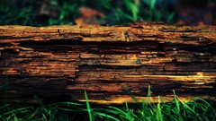 Macro nature Wood