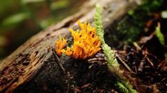 Macro nature Wood fungus