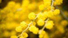 Macro nature yellow background yellow flowers