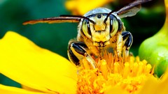 Macro nature yellow bees