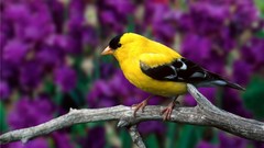 Macro nature yellow branches Birds goldfinch blurred background 