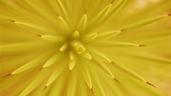 Macro nature yellow flowers