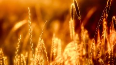Macro nature yellow wheat
