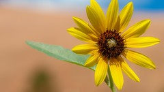 Macro nature yellow yellow flowers