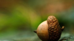 Macro nuts Acorns
