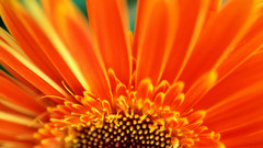 Macro orange flowers