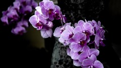 Macro Orchids