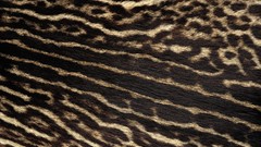 Macro patterns fur animal print