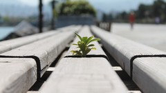 Macro Photographers desk