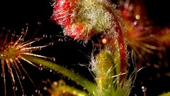 Macro Plants