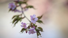 Macro Plants blossoms flora