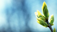 macro Plants bokeh leaves