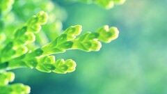 macro Plants bokeh leaves Green bright vibrant