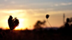 macro Plants bokeh sunlight outdoors sun dark sky depth of field