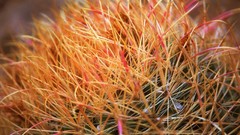 Macro Plants cactus