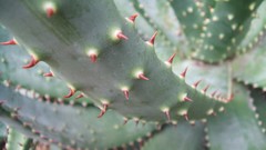 Macro Plants cactus