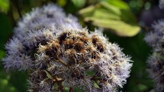 macro Plants Flowers blurred