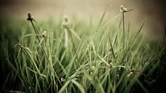 macro Plants grass
