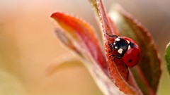 Macro Plants insects ladybirds