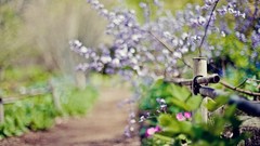 Macro Plants paths ground depth of field