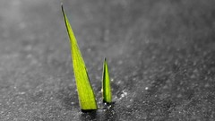 Macro Plants selective coloring