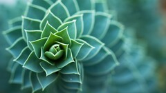 macro Plants Succulent depth of field nature leaves