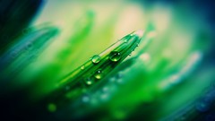 Macro Plants water drops