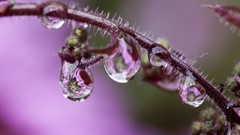 Macro Plants water drops depth of field