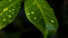 Macro Plants water drops flora