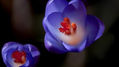 Macro purple flowers crocus