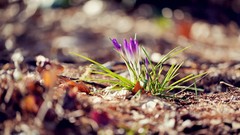Macro purple flowers crocus bokeh ground depth of field