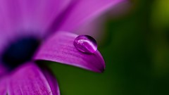 Macro purple flowers water drops