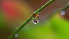 Macro rain drop