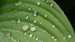 Macro rain Green close-up water drops