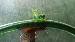 Macro rain snails insects grasshopper molluscs