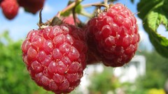 Macro raspberries