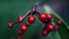 Macro red Berries
